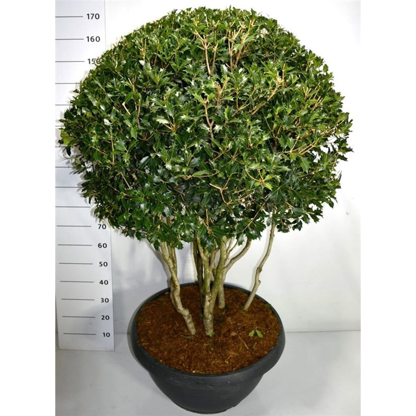 Taggblad – Osmanthus heterophyllus - C90 125-150 cm. Meerstammig